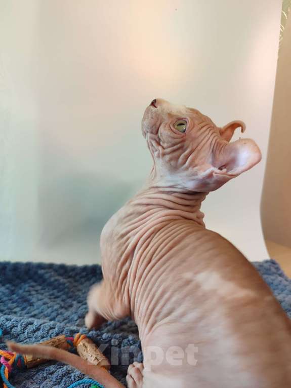 Кошки в других городах Краснодарского края: Эльф, Канадский сфинкс БРОНЬ  Мальчик, 35 000 руб. - фото 3