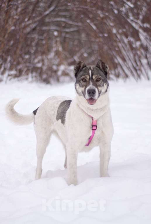 Собаки в Москве: Не алабай, а очень ласковая кошечка Юта в поисках семьи Девочка, Бесплатно - фото 4