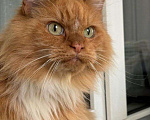 Кошки в Москве: Рыжая кошечка в добрые руки  Девочка, Бесплатно - фото 3