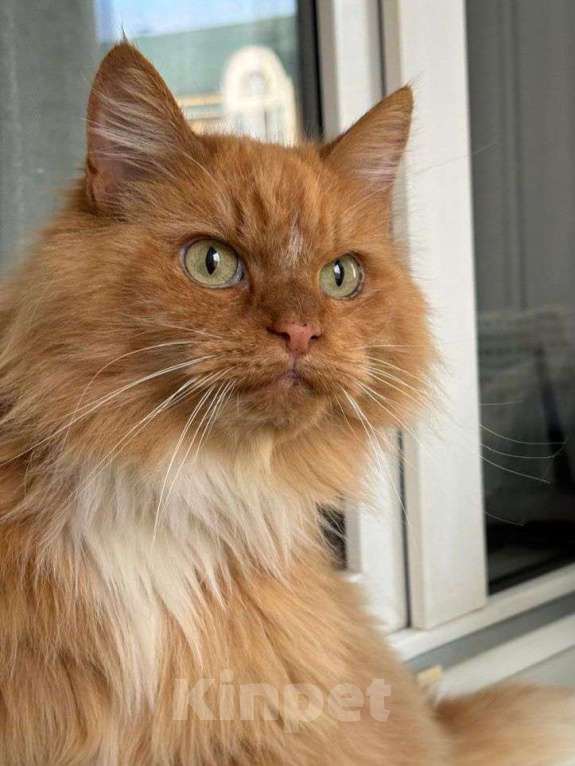 Кошки в Москве: Рыжая кошечка в добрые руки  Девочка, Бесплатно - фото 3