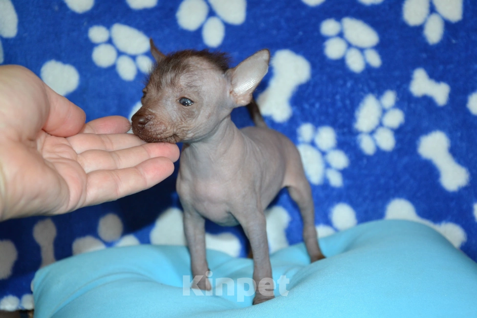 Собаки в Москве: Щенок ксолоитцкуинтли мини (ксоло) Девочка, 50 000 руб. - фото 2