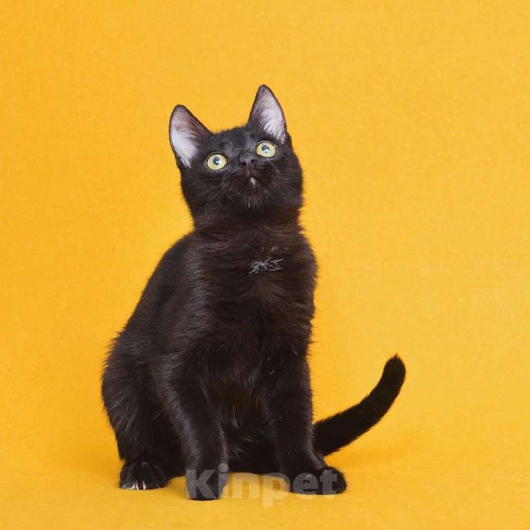 Кошки в Москве: Котенок Ося ищет дом Мальчик, Бесплатно - фото 4