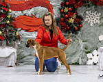 Собаки в Пушкино: Огненно-рыжая немецкий боксёр Девочка, 65 000 руб. - фото 2