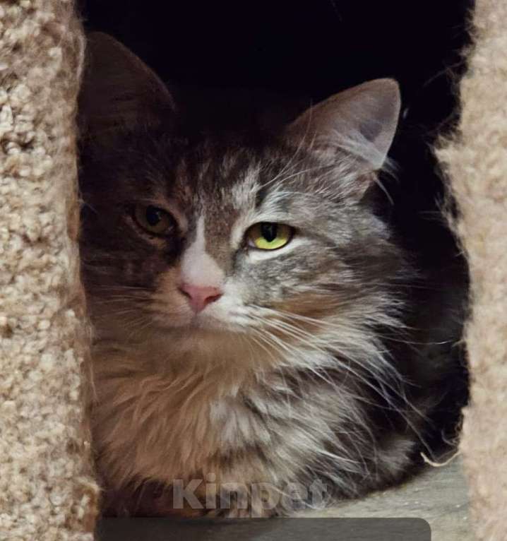 Кошки в Москве: Ласковый и спокойный пушистый кот Сережа в добрые руки Мальчик, 1 руб. - фото 2