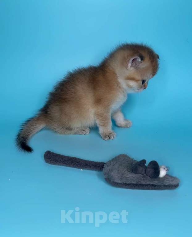 Кошки в других городах Московской области: Новогодние золотые шиншиллы Девочка, 40 000 руб. - фото 4