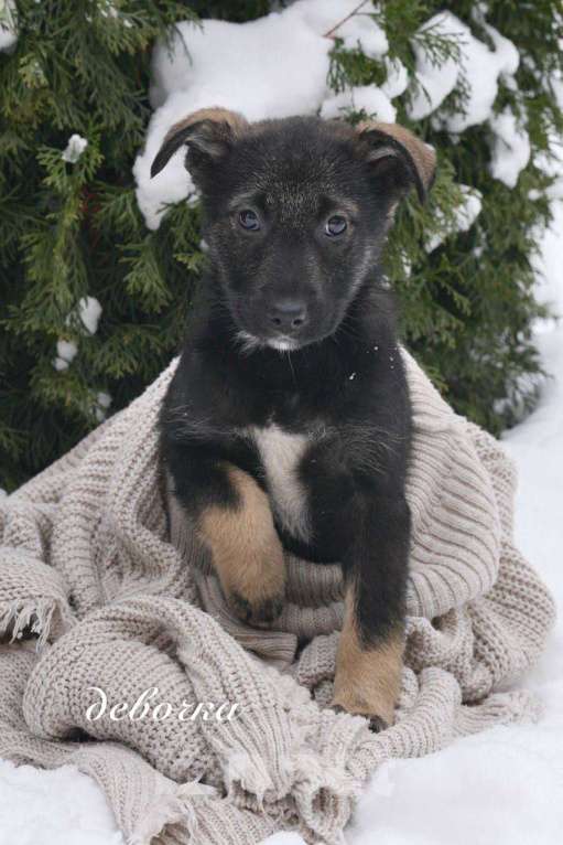 Собаки в Москве: Семь замечательных щеночков ищут дом. Девочка, Бесплатно - фото 4