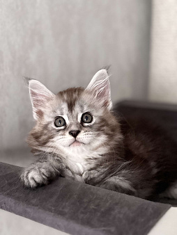 Котенок мейнкун мрамор на серебре