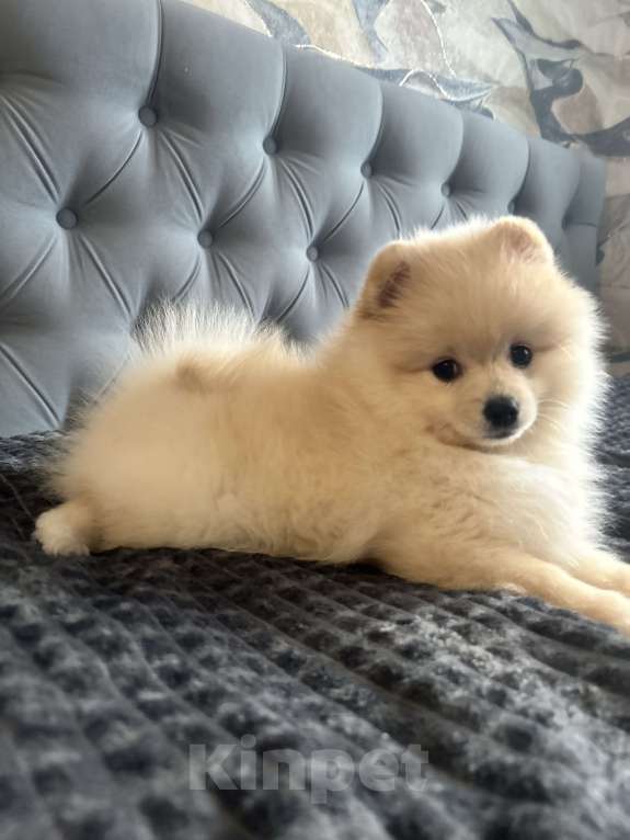 Собаки в Новосибирске: Немецкий шпиц, щенок. Мальчик, 34 000 руб. - фото 3