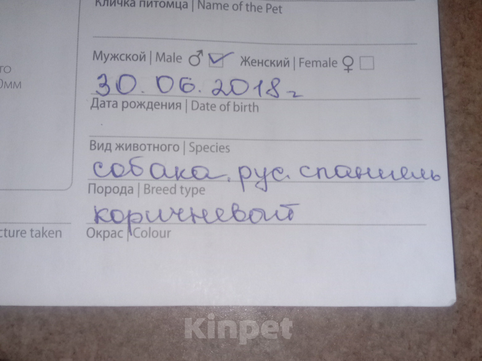 Собаки в Нижнем Новгороде: Русский спаниэль в добрые руки. Мальчик, Бесплатно - фото 5