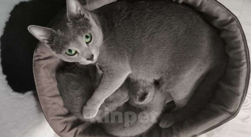 Кошки в Москве: Котята русской голубой Мальчик, 85 000 руб. - фото 7