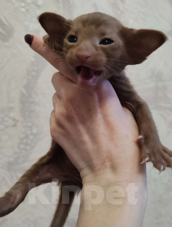 Кошки в Миассе: ориентальный котенок Мальчик, 25 000 руб. - фото 1