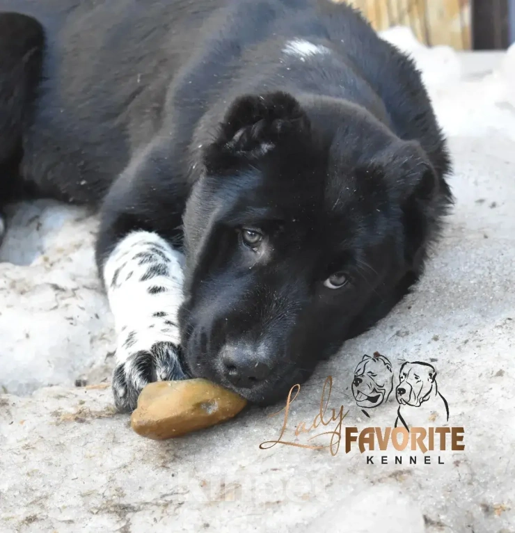 Собаки в Воронеже: Среднеазиатская Овчарка Разнополые, 60 000 руб. - фото 6