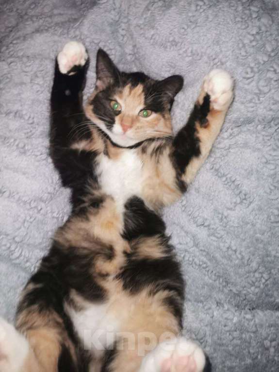 Кошки в Красногорске: Забавный котенок Нюша 5 месяцев ждет родителей  Девочка, Бесплатно - фото 1