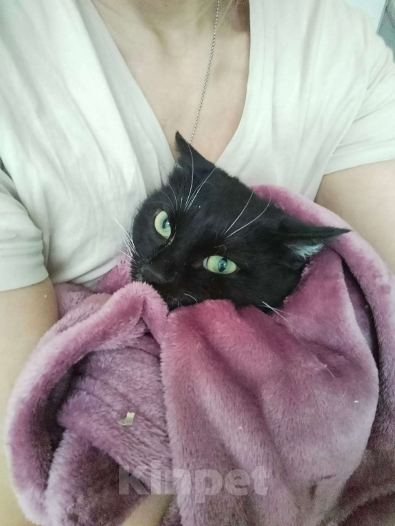 Кошки в Москве: Мася Девочка, Бесплатно - фото 5