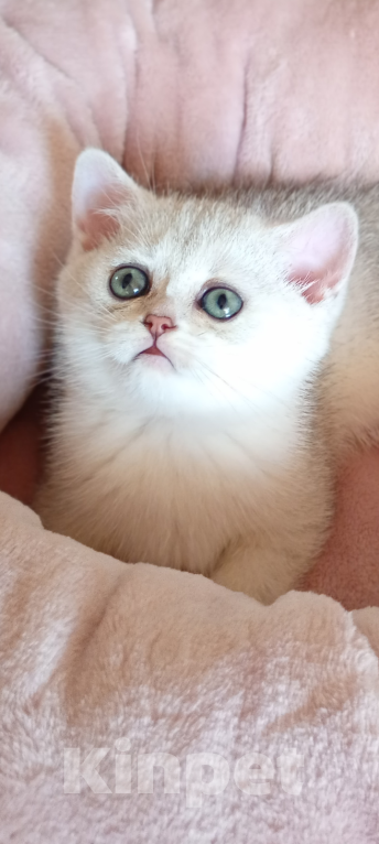 Кошки в Краснодаре: Шотландский котенок Девочка, 20 000 руб. - фото 5