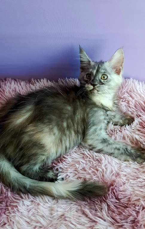 Кошки в Москве: Пенелопа Девочка, 40 000 руб. - фото 2