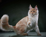 Кошки в Барнауле: Мейн-кун из питомника Мальчик, 50 000 руб. - фото 5