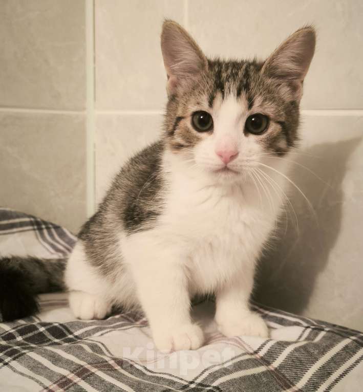 Кошки в Санкт-Петербурге: Идеальное дите мальчик 2 мес Мальчик, 100 руб. - фото 5