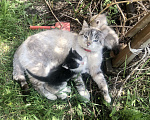 Кошки в других городах Красноярского края: Отдам в добрые руки Мальчик, Бесплатно - фото 3