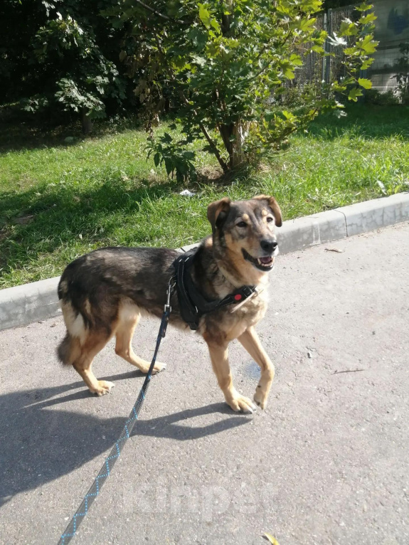 Собаки в Москве: Дуся - безобидная милая девочка! Девочка, Бесплатно - фото 2