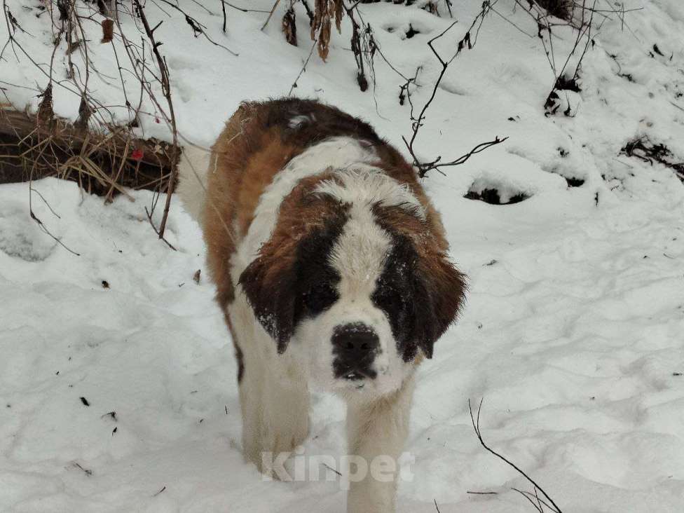 Собаки в Железногорске: Щенки сенбернара Девочка, 50 000 руб. - фото 7