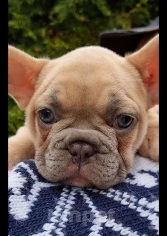 Собаки в Москве: Девочка, лиловопалевая Девочка, 55 000 руб. - фото 2