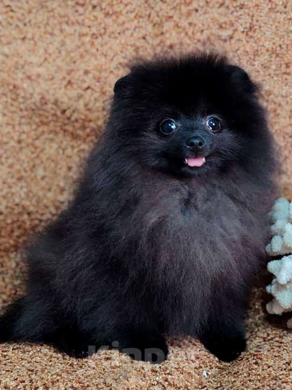 Собаки в других городах Московской области: Щенок померанский шпиц Мальчик, 70 000 руб. - фото 10