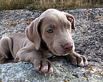 Собаки в Симферополе: Щенок Девочка, 70 000 руб. - фото 2