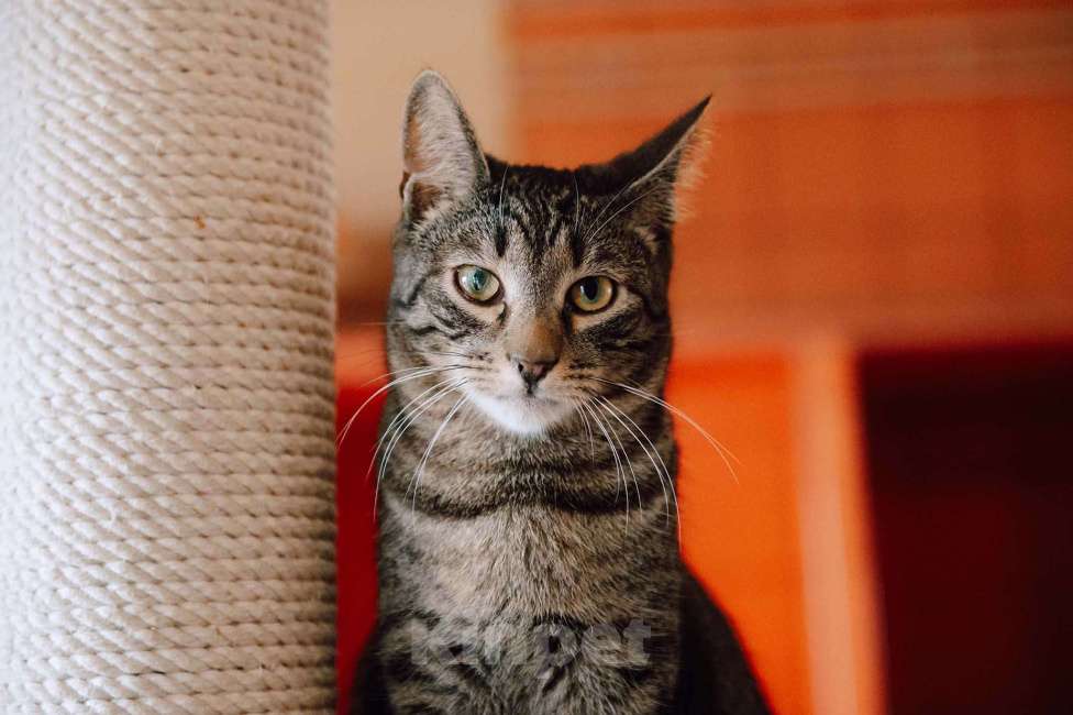 Кошки в других городах Московской области: Подарите Анчоусу дом! Мальчик, Бесплатно - фото 1