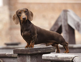 Такса кроличья