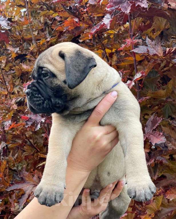 Собаки в других городах Московской области: Питомник Glorious Legacy  Мальчик, Бесплатно - фото 2