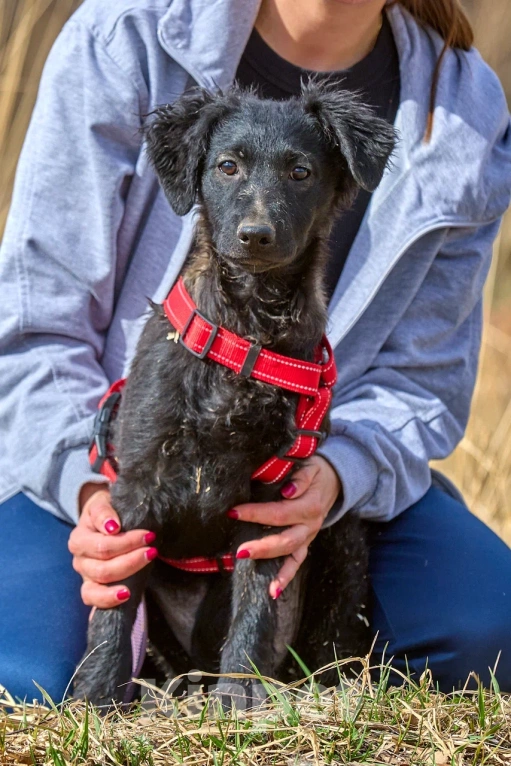 Собаки в Москве: Маленькая собака щенок в дар Девочка, Бесплатно - фото 8