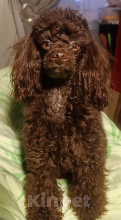 Собаки в других городах Ленинградской области: Вязка Мальчик, 10 000 руб. - фото 2