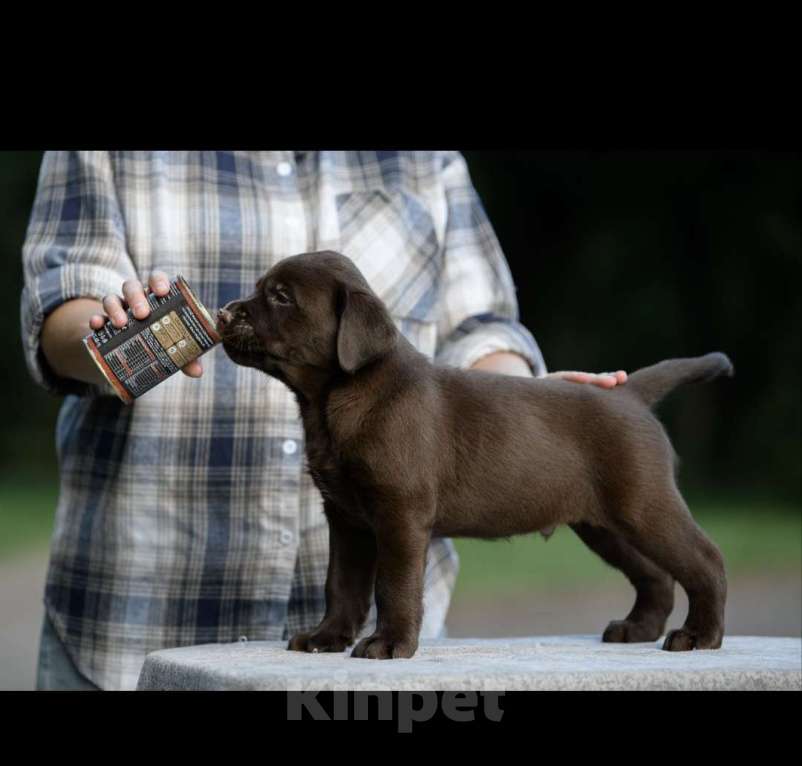 Собаки в Калининграде: Шоколадный лабрадор  Мальчик, 70 000 руб. - фото 3