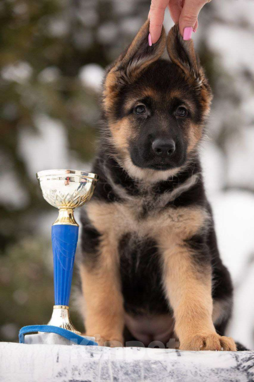 Собаки в других городах Московской области: Продажа шенка Девочка, 70 000 руб. - фото 4