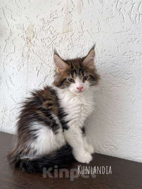 Кошки в Екатеринбурге: котенок мейн-кун Мальчик, 30 000 руб. - фото 1
