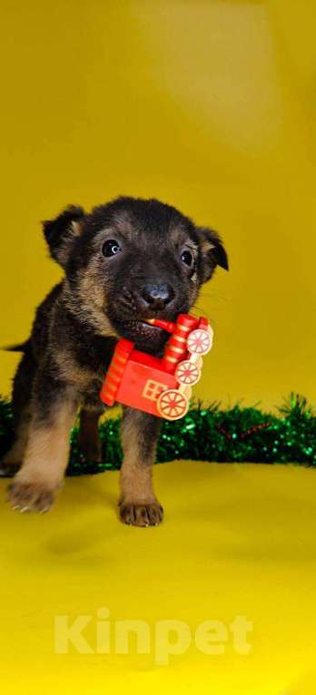 Собаки в других городах Московской области: Марсик Мальчик, Бесплатно - фото 1