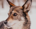 Собаки в Москве: Чарли Мальчик, Бесплатно - фото 4