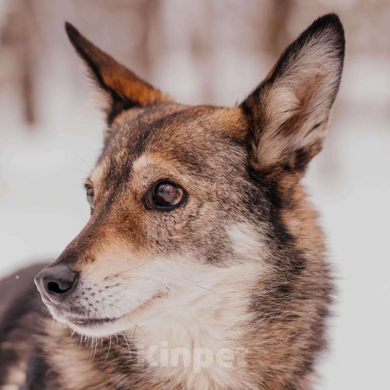 Собаки в Москве: Чарли Мальчик, Бесплатно - фото 4