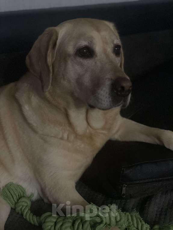 Собаки в Люберцах: В добрые руки  Девочка, Бесплатно - фото 4