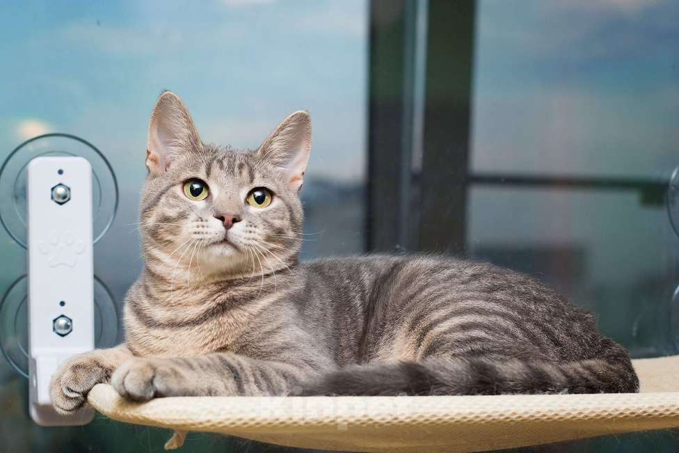 Кошки в Москве: Красавец серо-голубой котик-подросток Костя в добрые руки Мальчик, 1 руб. - фото 2