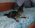 Кошки в Новокузнецке: Отдам котёнка в добрые руки. Мальчик, Бесплатно - фото 4