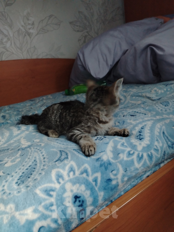 Кошки в Новокузнецке: Отдам котёнка в добрые руки. Мальчик, Бесплатно - фото 4