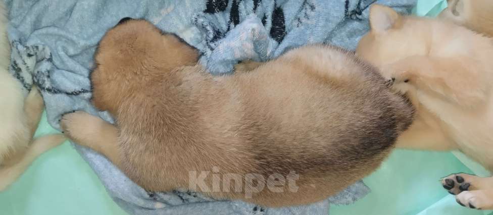 Собаки в Воронеже: Продаются щенки Мальчик, Бесплатно - фото 9