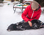 Собаки в Москве: Весёлая собака Диди из приюта, ищет дом Девочка, 10 руб. - фото 8
