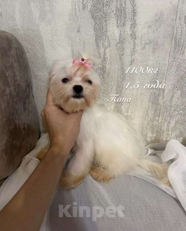 Собаки в Москве: Микро мальчик до 1300кг Мальчик, 85 000 руб. - фото 2