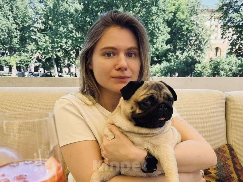 Собаки в Москве: Шери Шанель Девочка, 85 000 руб. - фото 10