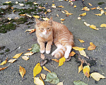 Кошки в Москве: Котенок Огонек ищет дом Мальчик, Бесплатно - фото 1