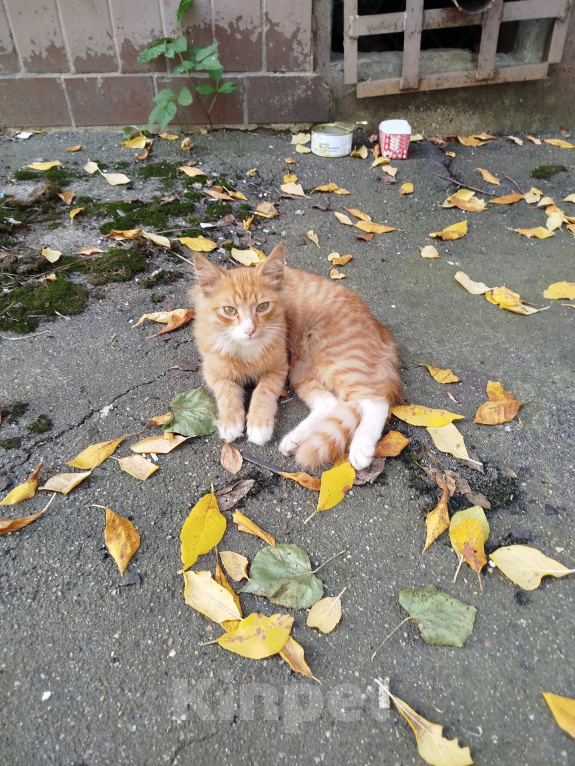 Кошки в Москве: Котенок Огонек ищет дом Мальчик, Бесплатно - фото 1