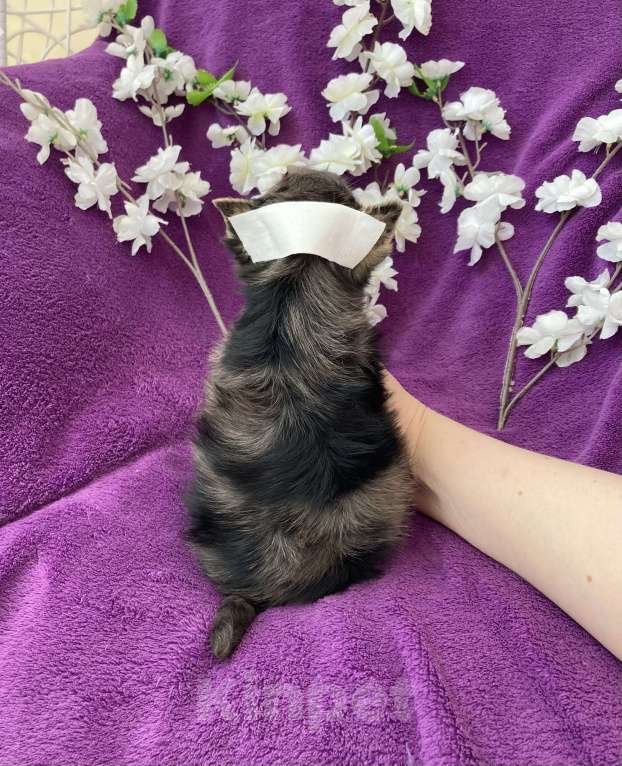 Собаки в Москве: Йорк с голубыми глазами крупный мальчик мерле Мальчик, 60 000 руб. - фото 7